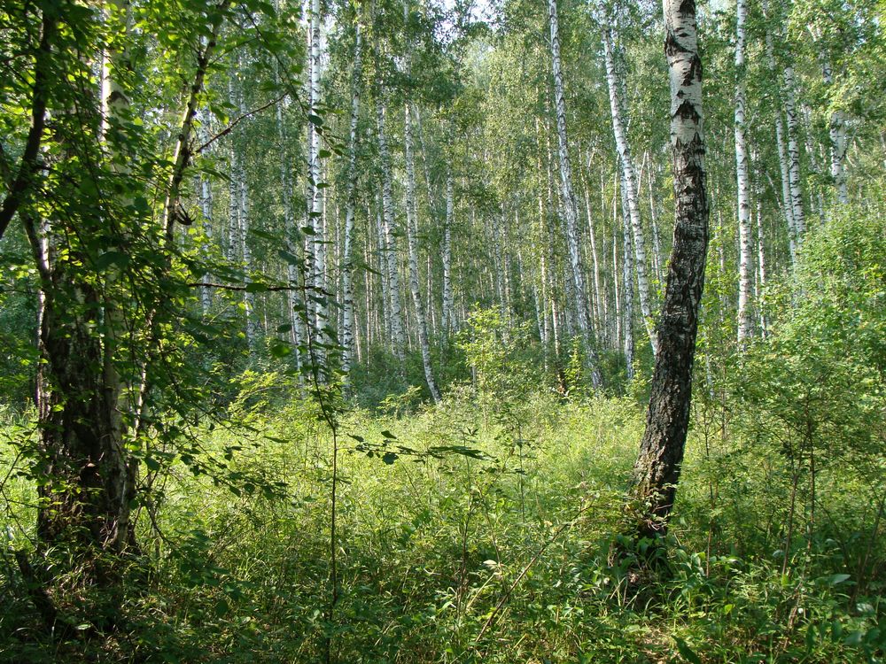 Хвойно березовый. Мелколиственный лес. Березово-лиственничный лес. Хвойно-мелколиственные леса. Мелколиственный лес у села Черемисское.